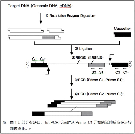 TaKaRa LA PCR&trade; in vitro Cloning Kit