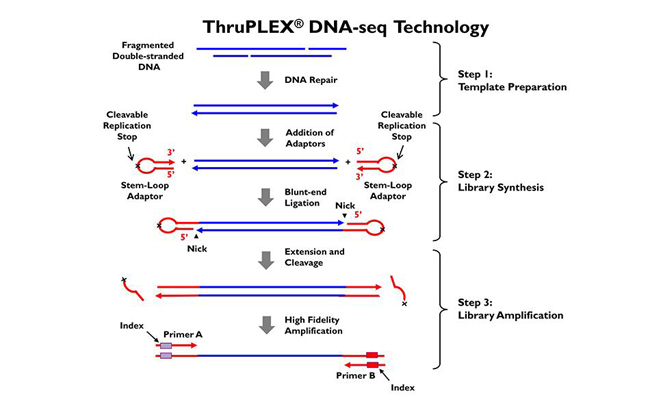 ThruPLEX DNA-seq Kit