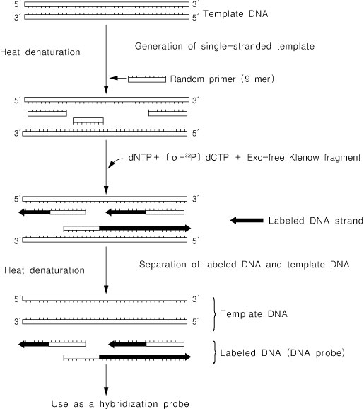 Random Primer DNA Labeling Kit Ver.2