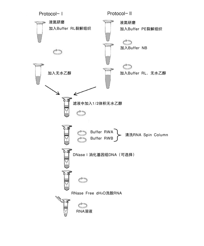 TaKaRa MiniBEST Plant RNA Extraction Kit