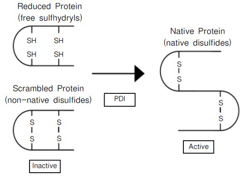 Protein Disulfide-Isomerase (PDI)