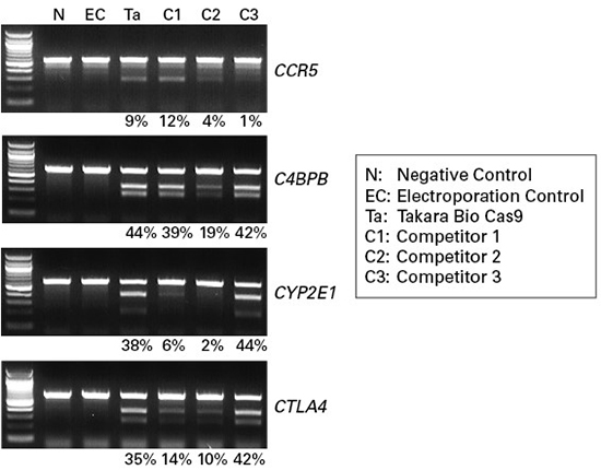 重组Cas9蛋白质(10 μg/μl)