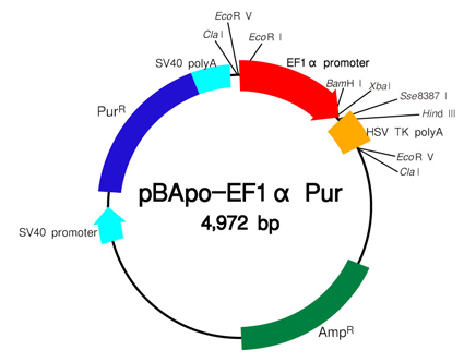 pBApo-EF1α Pur DNA