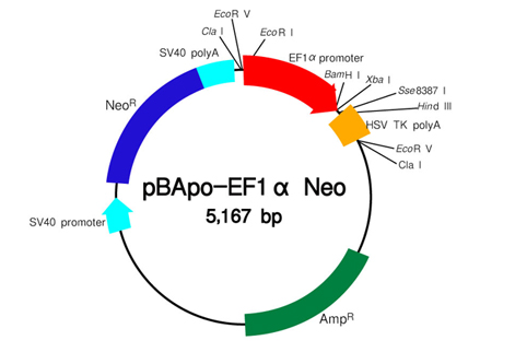pBApo-EF1α Neo DNA