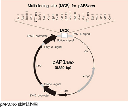 cDNA Library,Mouse Smooth Muscle