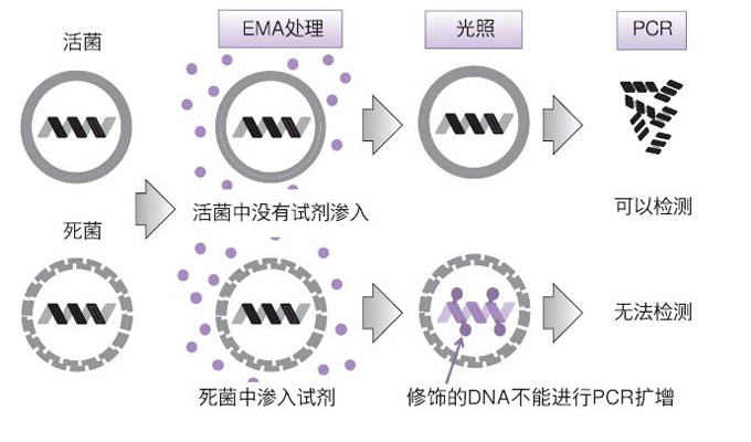 Viable Legionella Selection Kit for LC EMA-qPCR