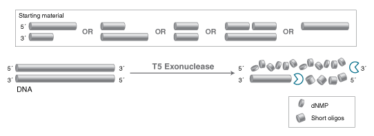 T5 Exonuclease  | NEB酶试剂 New England Biolabs