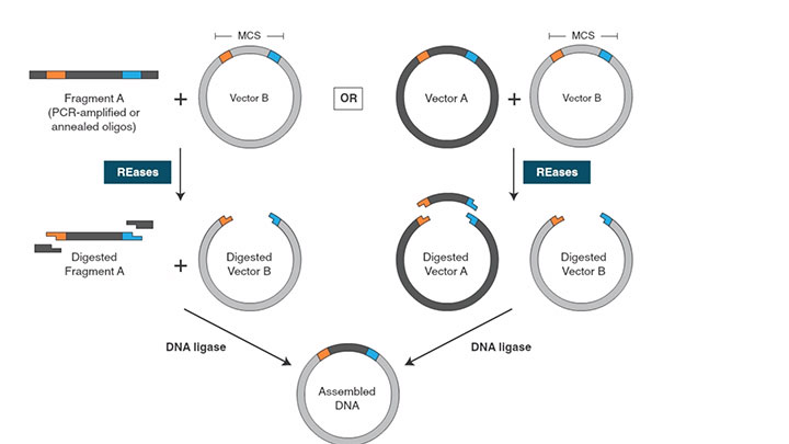 NEB酶试剂 New England Biolabsuffer Set 1.1, 2.1, 3.1 and CutSmart | NEB酶试剂 New England Biolabs