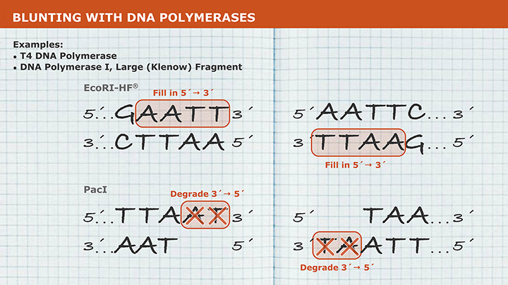 DNA Polymerase I, Large (Klenow) Fragment  | NEB酶试剂 New England Biolabs