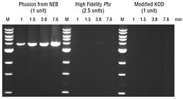 Phusion® High-Fidelity DNA Polymerase  |