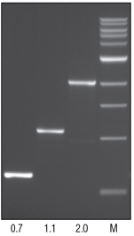 Vent® DNA Polymerase | NEB酶试剂 New England Biolabs