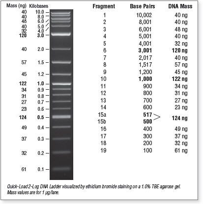 Q5® High-Fidelity PCR Kit | NEB酶试剂 New England Biolabs