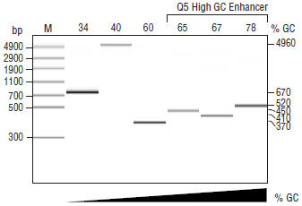 Q5® High-Fidelity DNA Polymerase | NEB酶试剂 New England Biolabs