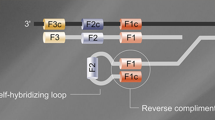 Control LAMP Primer Mix (rActin) |