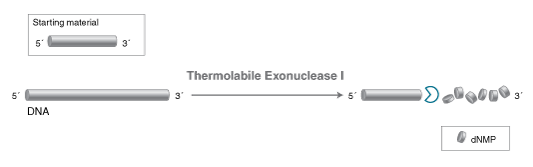 Thermolabile Exonuclease I |