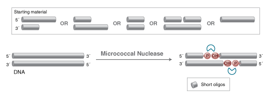 Micrococcal Nuclease  |