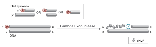 Lambda Exonuclease |