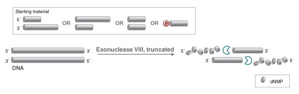 Exonuclease VIII, truncated |