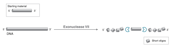 Exonuclease VII |
