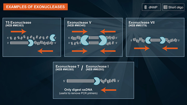 Exonuclease VII |