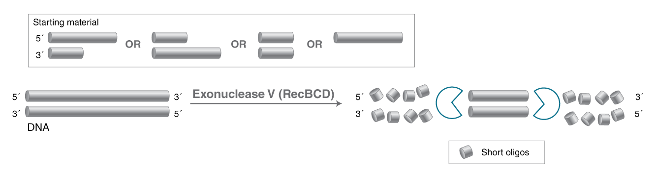 Exonuclease V (RecBCD)  |