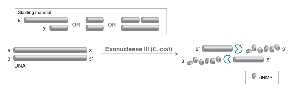 Exonuclease III (E. coli)  |