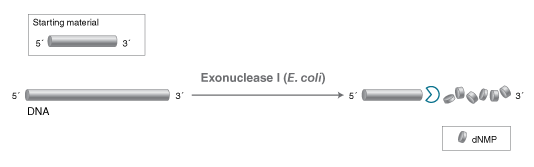 Exonuclease I (E. coli) |