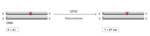 Uracil-DNA Glycosylase (UDG) |