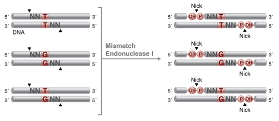 Mismatch Endonuclease I |