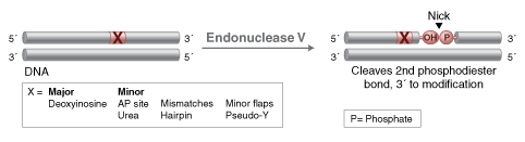 Endonuclease V  |