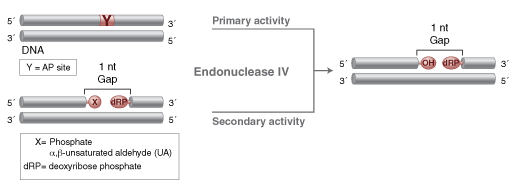 Endonuclease IV  |