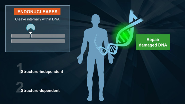 Endonuclease IV  |