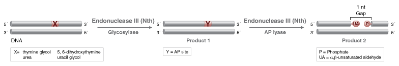 Endonuclease III (Nth)  |