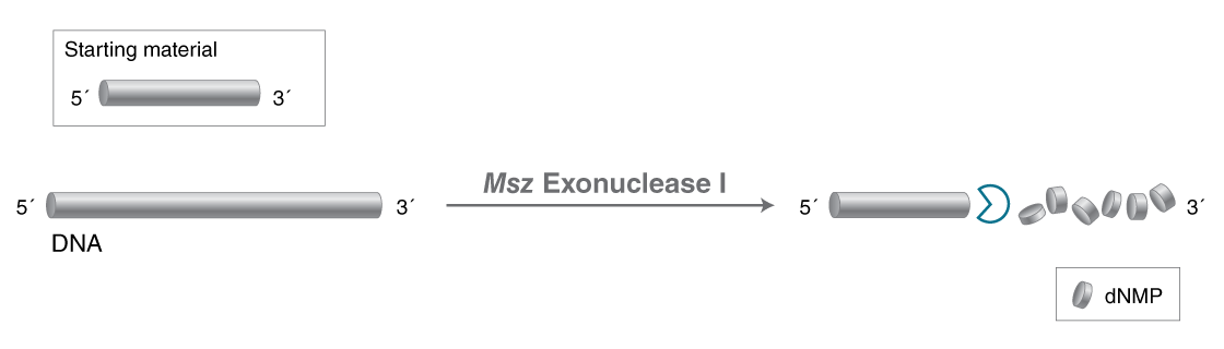 Msz Exonuclease I |