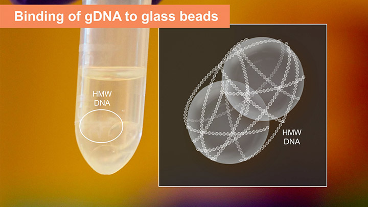 Monarch® DNA Capture Beads |