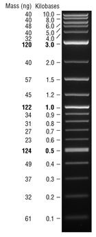 1 kb Plus DNA Ladder  |