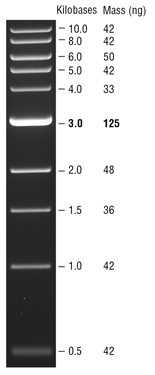 1 kb DNA Ladder |