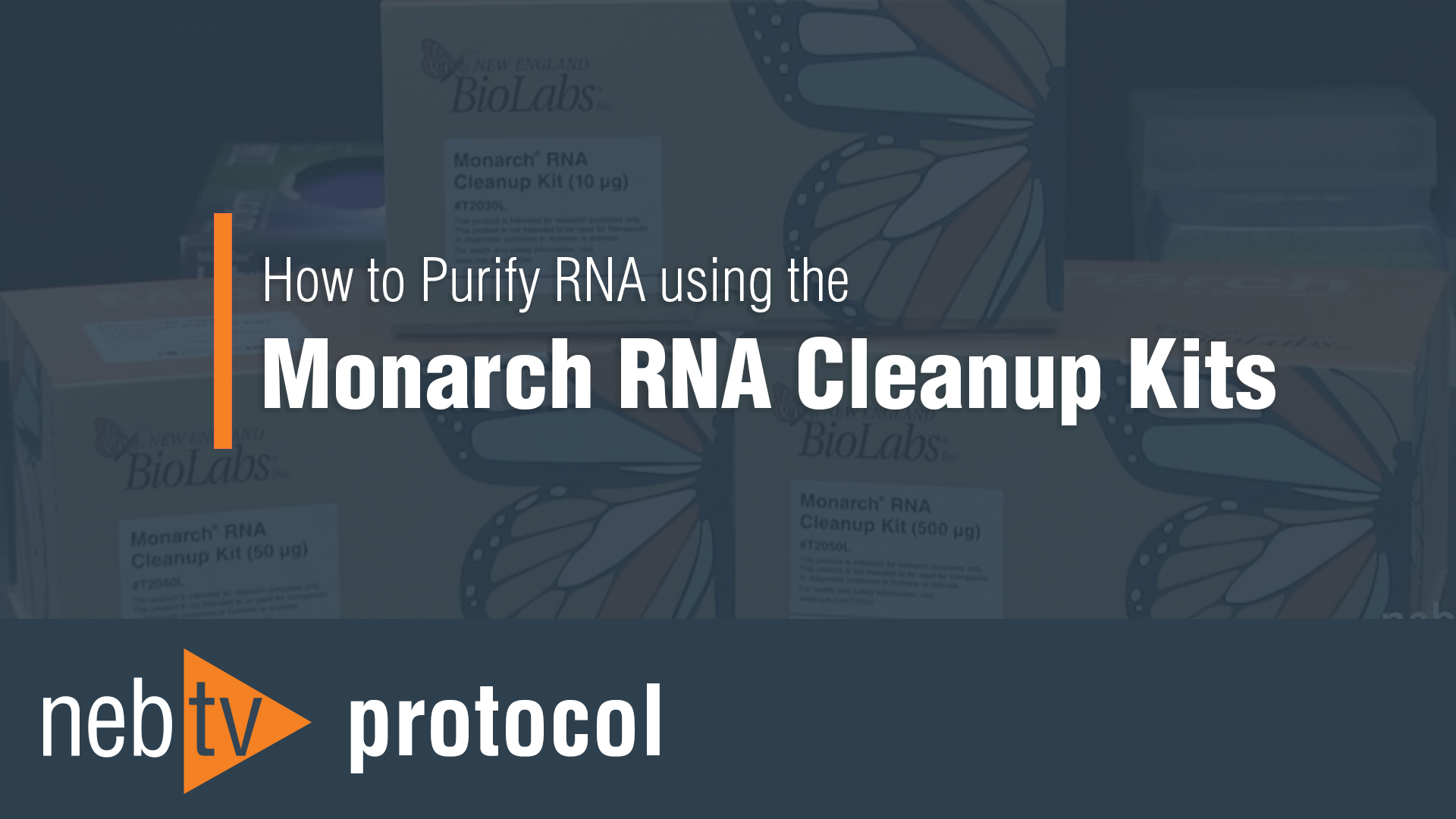 Monarch® RNA Cleanup Columns (500 µg) |