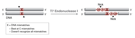 T7 Endonuclease I  |