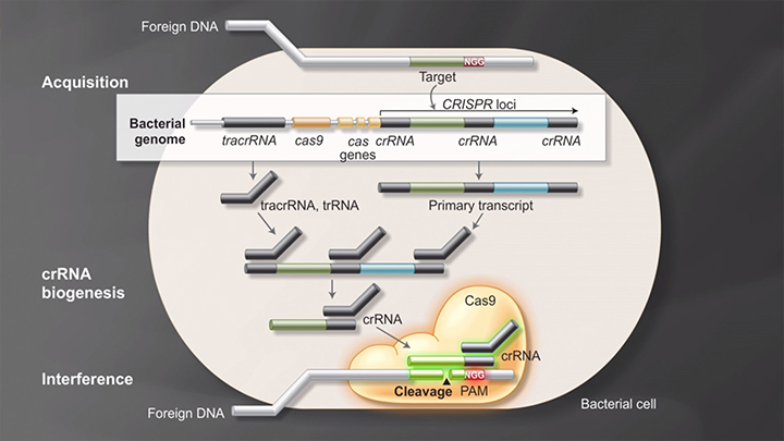 Cas9 Nuclease, S. pyogenes |