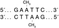 EcoRI Methyltransferase  |