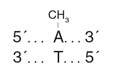 EcoGII Methyltransferase |