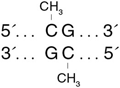 CpG Methyltransferase (M.SssI)  |