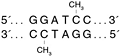 BamHI Methyltransferase  |