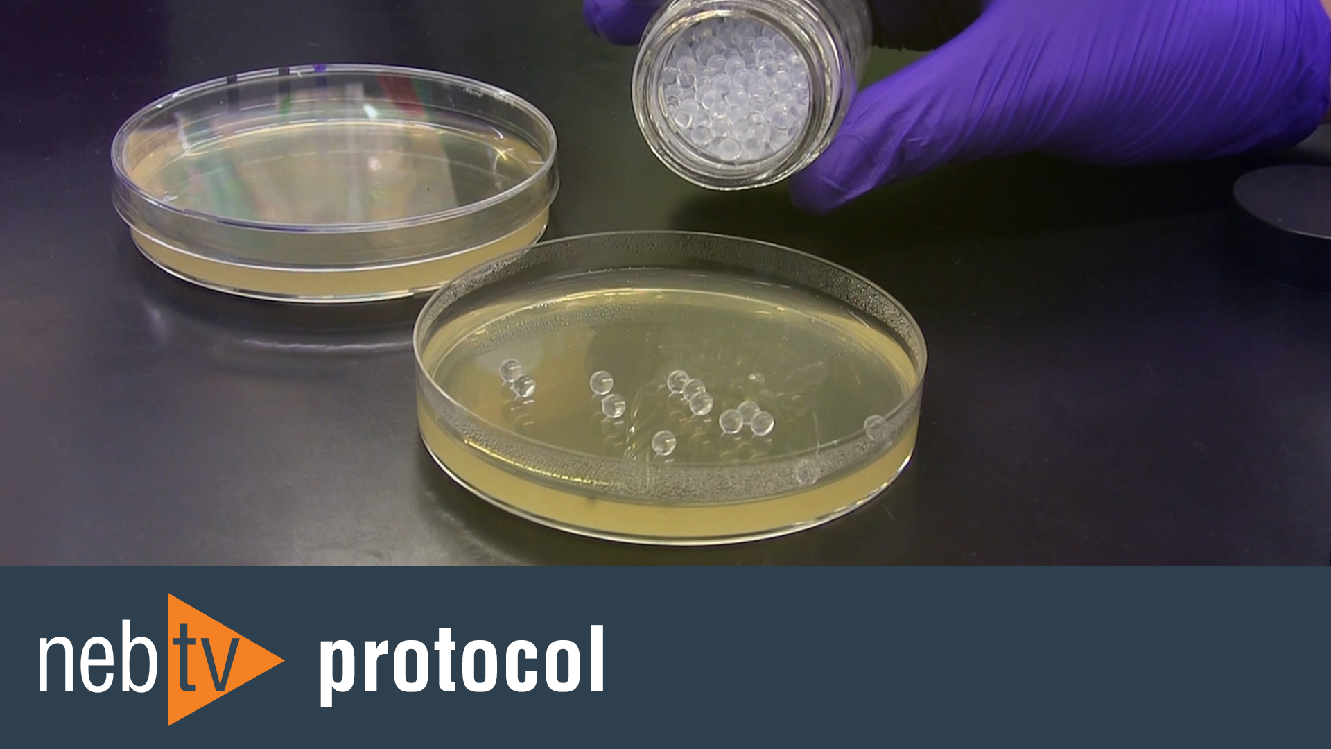 Express® Competent E. coli (High Efficiency) |