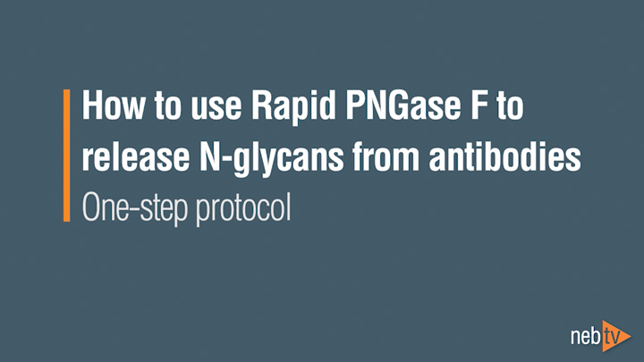 Rapid™ PNGase F (non-reducing format) |