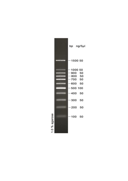 100bp DNA Marker（100-1500bp）