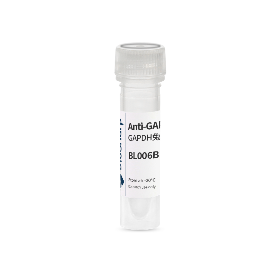 Anti-GAPDH polyclonal  antibody 内参抗体