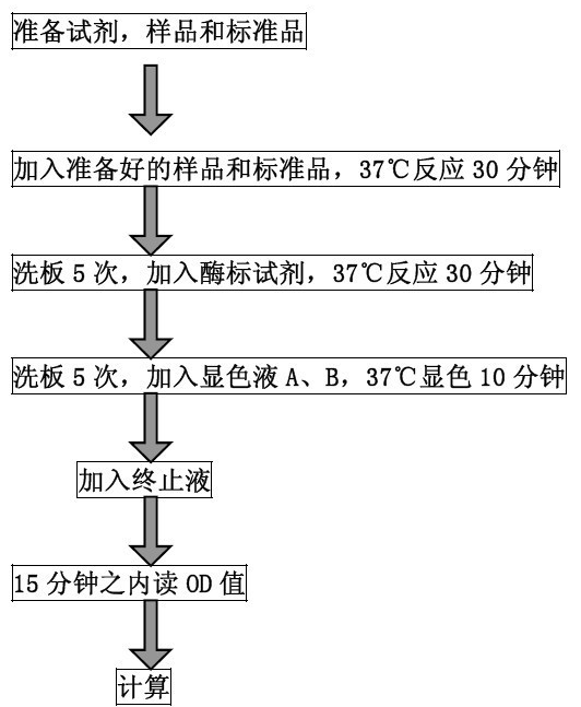 人表皮生长因子（EGF）ELISA试剂盒代测BS-0182