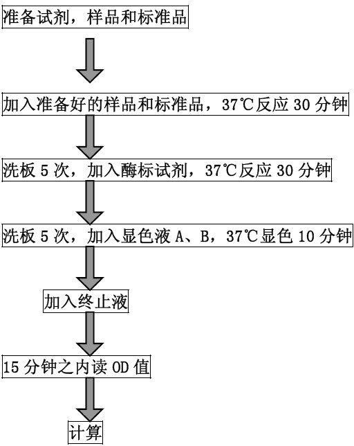 上海牛胆囊收缩素（CCk）ELISA检测试剂盒代测BS-4036